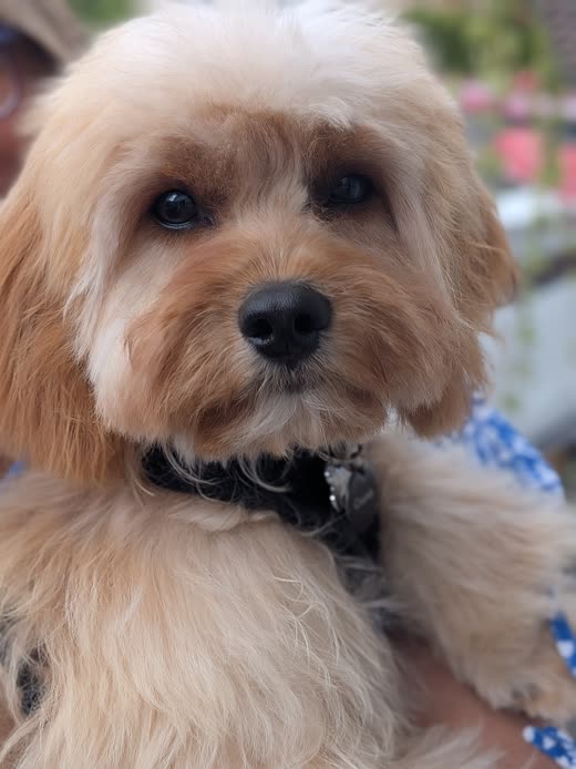 Golden cavapoo with a neat rounded teddy-bear trim